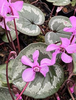 <i>Cyclamen coum</i> ‘Silver Leaf’
